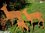 große Waldtiere - Hirsch Reh Kitz - mit Bodenstab