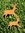 springende Hirsche Rehbock - Gartenstab in 2 Größen
