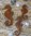 Seepferdchen - Jakobsmuschel - Schnecke Meerestiere