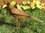 Vogel - Figuren Handarbeit Gartendekoration Edelrost