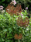 GartenStecker Chrysantheme